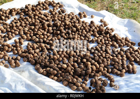 Walnuts are scattered on the ground to dry. Stock Photo