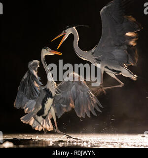 Two Grey Herons fighting at night in an icy marsh, Kiksunsagi National Park, Hungary Stock Photo