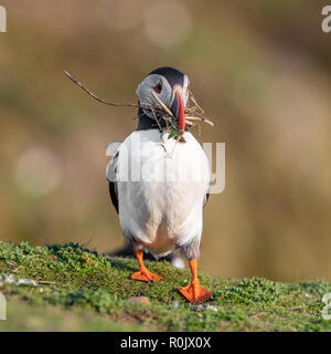 Atlantic Puffin (Fratercula arctica) collecting nest lining material Stock Photo