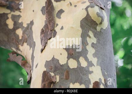 Scenes from the M'Finda Kalunga Community Garden on Manhattan's Lower East Side. Stock Photo