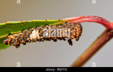 Very bumpy and spiny, brown and white 3rd instar of Viceroy butterfly caterpillar on a willow leaf Stock Photo
