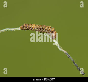 2nd instar of Viceroy butterfly caterpillar resting on the vein of a Willow leaf, with frass chain he deposited in front of him Stock Photo