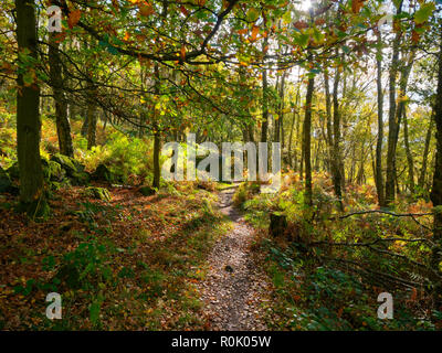 Autumn sunlight shines on a path through Froggat Woods in the Derbyshire Peak District Stock Photo
