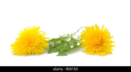 dandelion with flowers isolated on white background Stock Photo