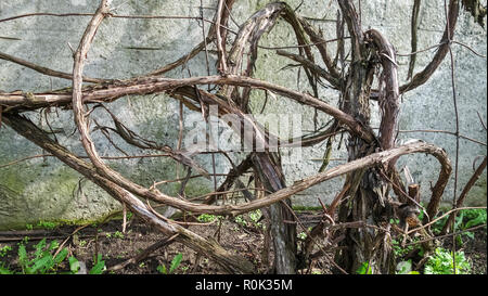 Dry branches grapevine on the background wall Stock Photo
