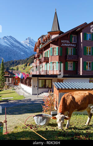 Muerren (Mürren), Jungfrau Region, Switzerland - October 9, 2018: Grazing cattle in sunny autumnal day near Hotel Jungfrau at Mürren with Allmendhubel Stock Photo