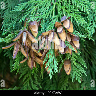 Incense Cedar branch with open cones,   'Calocedrus decurrens.. Stock Photo