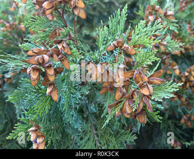 Incense Cedar branch with open cones,   'Calocedrus decurrens.. Stock Photo