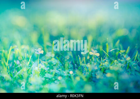 Beautiful green field with water droops at sunset. Green morning meadow grass in sunlight, sun beams Stock Photo