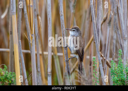 Lesser Swamp Warbler  Acrocephalus gracilirostris near Swellendam, Western Cape District, South Africa 6 September 2018      Adult Male      Acrocepha Stock Photo