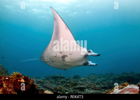 A reef manta ray, Nusa Penida, Indonesia. Stock Photo