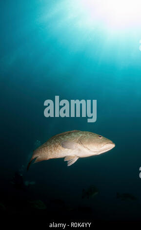 Portrait of a gulf grouper, Cabo Pulmo, Mexico. Stock Photo