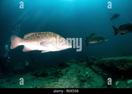 Gulf groupers (Mycteroperca jordani), Cabo Pulmo, Mexico. Stock Photo