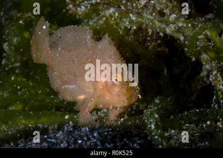 Juvenile longlure frogfish, Anilao, Philippines. Stock Photo