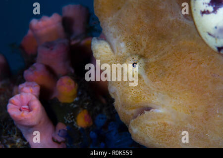 Longlure frogfish, Anilao, Philippines. Stock Photo