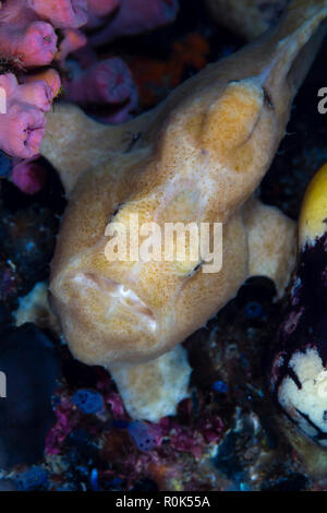 Longlure frogfish, Anilao, Philippines. Stock Photo