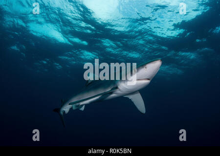 Blue shark (Prionace glauca), South Africa. Stock Photo