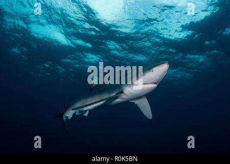 Blue shark (Prionace glauca), South Africa.