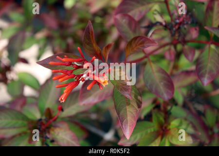 Close up of a flowering branch of a Firecracker Bush, Hamelia patens Stock Photo
