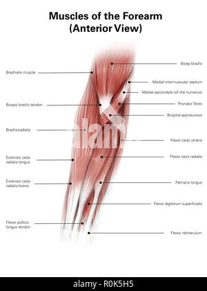 Diigital illustration of muscles of the forearm, anterior view. Stock Photo