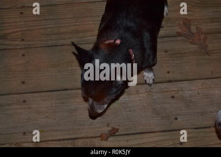 Black Jack Russell dog looking into the night. Stock Photo