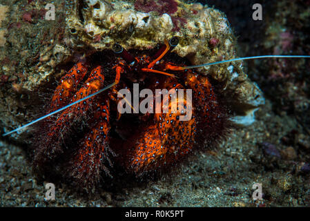 A hermit crab in its shell, Anilao, Philippines. Stock Photo