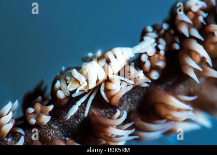 Anker's whip coral shrimp, Anilao, Philippines. Stock Photo