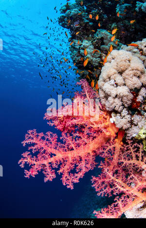 Typical soft coral reef with anthias fish in the Red Sea. Stock Photo