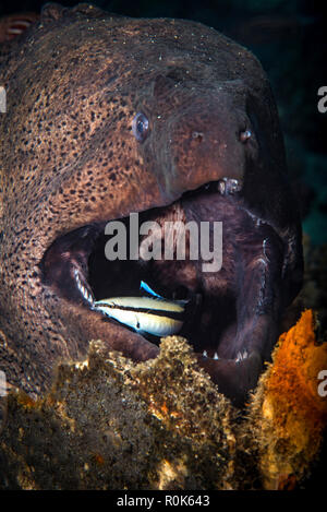 A moray eel has it's mouth cleaned by a cleaner wrasse. Stock Photo