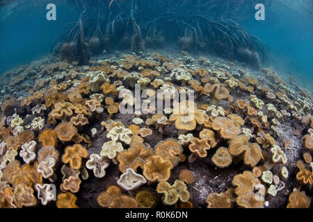 The seafloor in a mangrove forest is covered by soft leather corals. Stock Photo