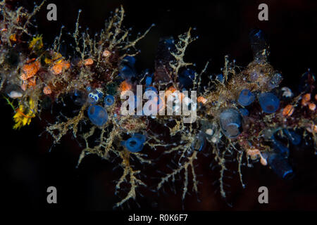 Colorful tunicates, sponges, hydroids, and other invertebrates grow on a reef. Stock Photo