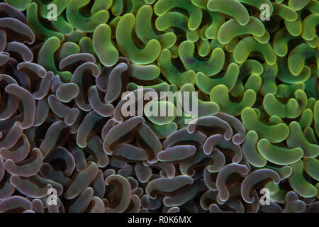 Detail of two colonies of anchor coral in Lembeh Strait, Indonesia. Stock Photo