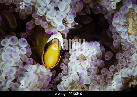 A clark's anemonefish swims among the tentacles of its host anemone. Stock Photo