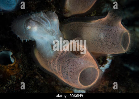 A baby broadclub cuttlefish hovers in Lembeh Strait, Indonesia. Stock Photo