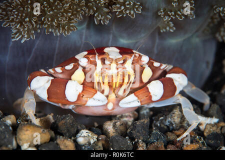 A harlequin swimming crab sits on the seafloor. Stock Photo