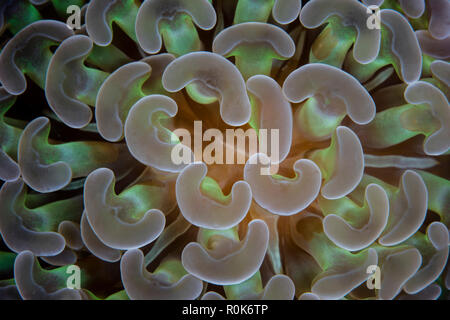 Detail of an anchor coral growing in Lembeh Strait, Indonesia. Stock Photo