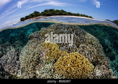 A beautiful coral reef grows near an island in the Banda Sea, Indonesia. Stock Photo