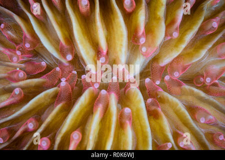 Detail of the mouth on a mushroom coral. Stock Photo