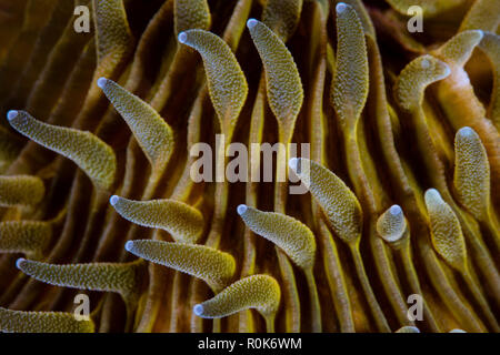 Detail of the tentacles on a mushroom coral. Stock Photo