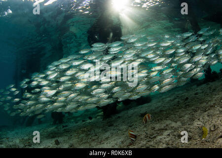 A school of scad (Selar leptolepis) swims beneath a pier in Raja Ampat, Indonesia. Stock Photo