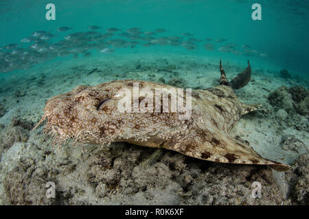 A well-camouflaged tasseled wobbegong shark lies on the sandy seafloor.