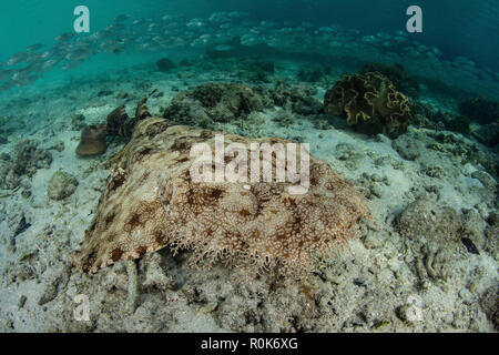 A well-camouflaged tasseled wobbegong shark lies on the sandy seafloor. A well-camouflaged tasseled wobbegong shark lies on the sandy seafloor.