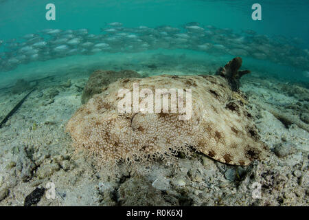 A well-camouflaged tasseled wobbegong shark lies on the sandy seafloor.