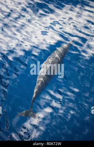 A spinner dolphin gracefully glides through the clear blue waters.