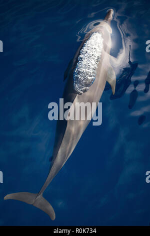 A spinner dolphin gracefully glides through the clear blue waters.