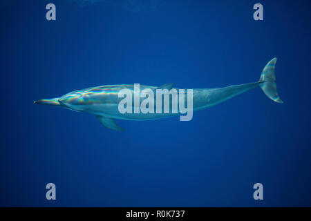 A spinner dolphin gracefully glides through the clear blue waters.