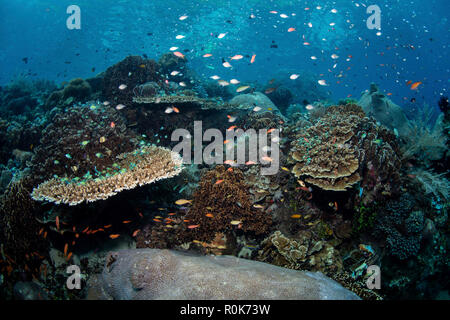 A beautiful coral reef thrives in Alor, Indonesia. Stock Photo