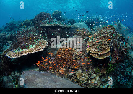 A beautiful coral reef thrives in Alor, Indonesia. Stock Photo