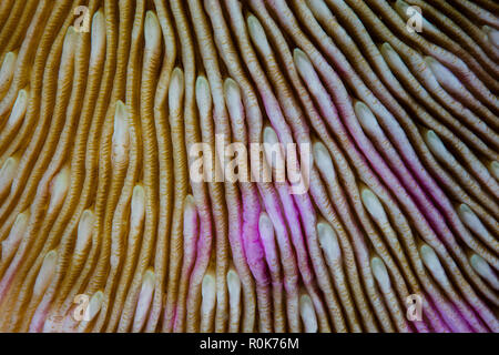 Full frame detail of a mushroom coral. Stock Photo