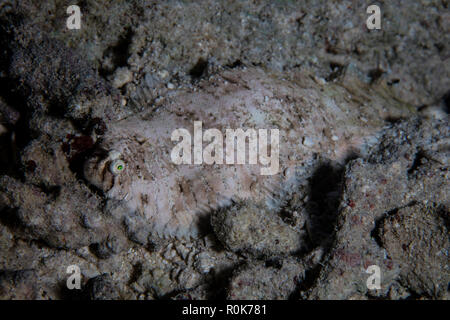 An unidentified sole lays on the rubble-strewn seafloor. Stock Photo